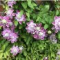 Clematis Seeds Purple Flowers with Light Green Centre Flowers 100 PCS Seeds