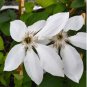 Clematis Seeds White Climbing Flowers 100 PCS Seeds