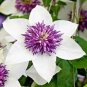 Clematis Seeds White Climbing Flowers 100 PCS Seeds