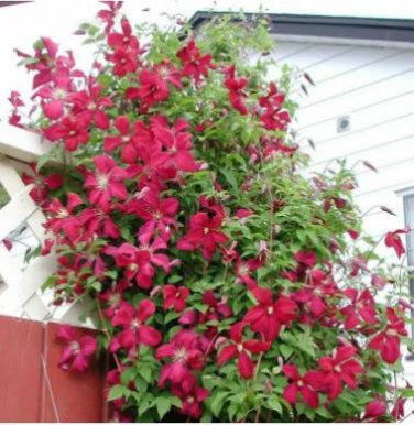 Clematis Vine Flower Seeds Purplish Red Color 100 PCS Seeds