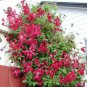 Clematis Vine Flower Seeds Purplish Red Color 100 PCS Seeds