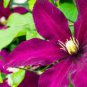 Clematis Vine Flower Seeds Purplish Red Color 100 PCS Seeds
