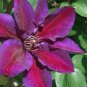 Clematis Vine Flower Seeds Purplish Red Color 100 PCS Seeds