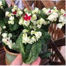 Clerodendrum Thomsonae Bonsai Purple Double Petals Fuchsia Potted 100 PCS Seeds