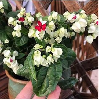 Clerodendrum Thomsonae Bonsai Purple Double Petals Fuchsia Potted 100 PCS Seeds