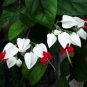 Clerodendrum Thomsonae Bonsai Purple Double Petals Fuchsia Potted 100 PCS Seeds