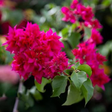Climbing Bougainvillea Bonsai 105 PCS Seeds