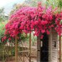 Climbing Bougainvillea Bonsai 105 PCS Seeds