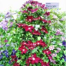 Climbing Clematis 100 PCS Seeds