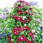 Climbing Clematis 100 PCS Seeds