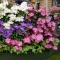 Climbing Clematis 100 PCS Seeds