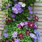 Climbing Clematis 100 PCS Seeds