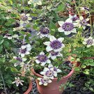 Climbing Clematis (not Bulb) Clematis Florida Bonsai 100 PCS Seeds