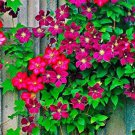 Climbing Clematis Bonsai Flowers Clematis Vine Bonsai Perennial Flower 100 PCS Seeds