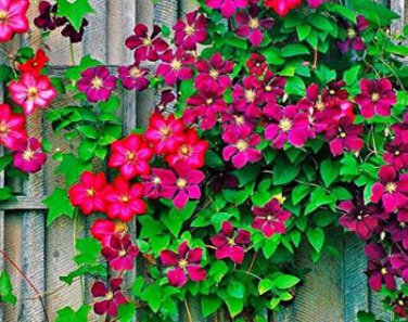 Climbing Clematis Bonsai Flowers Clematis Vine Bonsai Perennial Flower 100 PCS Seeds