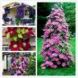 Climbing Clematis Bonsai Flowers Clematis Vine Bonsai Perennial Flower 100 PCS Seeds