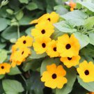 Climbing Flowers Black-Eyed Susan Bonsai Thunbergia Alata Flower 100 PCS Seeds Climbing Flowers Black-Eyed Susan Bonsai Thunbergia Alata Flower 100 PCS Seeds