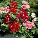Climbing Geranium Pelargonium 200 PCS Seeds