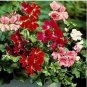 Climbing Geranium Pelargonium 200 PCS Seeds