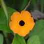 Climbing Flowers Black-Eyed Susan Bonsai Thunbergia Alata Flower Bonsai 100 PCS Seeds