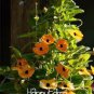 Climbing Flowers Black-Eyed Susan Bonsai Thunbergia Alata Flower Bonsai 100 PCS Seeds