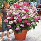 Climbing Geranium Rare Bonsai Flower Perennial Plant Pelargonium 50 PCS Seeds