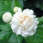 Climbing Jasmine Flower 20 PCS Seeds