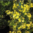Climbing Jasmine Plant Rare Flower Bonsai Perennial Indoor 100 PCS Seeds