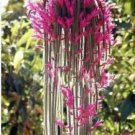 Climbing Plant Echinopsis Tubiflora Flowering Cactus Bonsai Plant Rare Flower 100 PCS Seeds