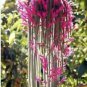 Climbing Plant Echinopsis Tubiflora Flowering Cactus Bonsai Plant Rare Flower 100 PCS Seeds
