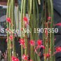 Climbing Plant Echinopsis Tubiflora Flowering Cactus Bonsai Plant Rare Flower 100 PCS Seeds