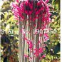 Climbing Plant Echinopsis Tubiflora Flowering Cactus Bonsai Plant Rare Flower 100 PCS Seeds