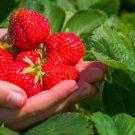 Climbing Red Strawberry Seeds Big & Delicious 300 PCS Seeds