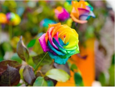 Climbing Rose Seeds Rainbow Color 200 PCS Seeds