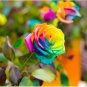 Climbing Rose Seeds Rainbow Color 200 PCS Seeds