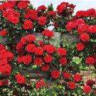 Climbing Rose Tree 200 PCS Seeds Climbing Rose Tree 200 PCS Seeds