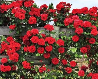 Climbing Rose Tree 200 PCS Seeds