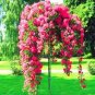 Climbing Rose Tree 200 PCS Seeds