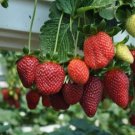 Climbing Strawberry Plant 400 PCS Seeds Climbing Strawberry Plant 400 PCS Seeds