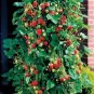 Climbing Strawberry Plant 400 PCS Seeds