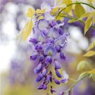 Climbing Wisteria Flower Seeds Purple Flowers 5 PCS Seeds