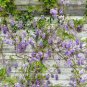 Climbing Wisteria Flower Seeds Purple Flowers 5 PCS Seeds
