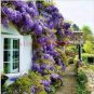 Climbing Wisteria Flower Seeds Purple Flowers 5 PCS Seeds
