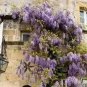 Climbing Wisteria Flower Seeds Purple Flowers 5 PCS Seeds