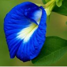 clitoria ternatea Ethnic aparajita Butterfly Pea or Blue clitoria Flower 100 PCS Seeds clitoria ternatea Ethnic aparajita Butterfly Pea or Blue clitoria Flower 100 PCS Seeds