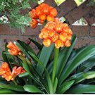Clivia Bonsai,Cheap Clivia Potted,Bonsai Balcony Flower for Home&Garden 100 PCS Seeds Clivia Bonsai,Cheap Clivia Potted,Bonsai Balcony Flower for Home&Garden 100 PCS Seeds