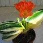 Clivia Bonsai,Cheap Clivia Potted,Bonsai Balcony Flower for Home&Garden 100 PCS Seeds