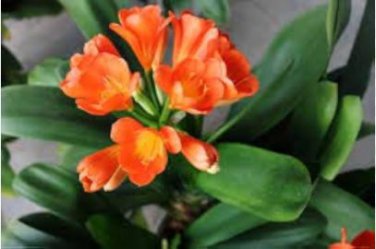 Clivia Flower Seeds Mixed 8 Colors 100 PCS Seeds