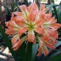 Clivia Flower Seeds Mixed 8 Colors 100 PCS Seeds