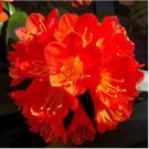 Clivia Miniata Bonsai Gorgeous Bonsai Rare Bush Lily Flower 100 PCS Seeds